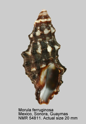 Morula ferruginosa (3).jpg - Morula ferruginosa (Reeve,1846)